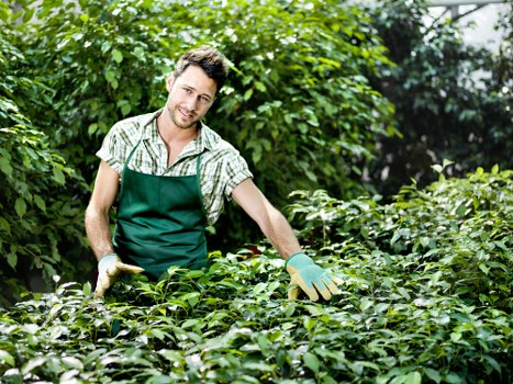 A male gardener with short, dark hair and a light beard, wearing a green apron over a checkered shirt and gardening gloves, is trimming a dense hedge in a lush backyard garden. The garden features a variety of green foliage, including a tall hedge in the background, with well-maintained, evenly cut shrubbery in the foreground. The ground is covered with a mix of soil and grass, and the scene is illuminated by natural daylight, suggesting a clear, bright day. The outdoor space appears to be part of a residential property, with an emphasis on neat hedging and garden maintenance typical of professional gardening services in the Docklands area. This detailed observation supports the services offered by Hedge Trimming Docklands in high-quality lawn and hedge care, providing a clear visual of the gardening work involved in maintaining a lush, tidy outdoor environment.
