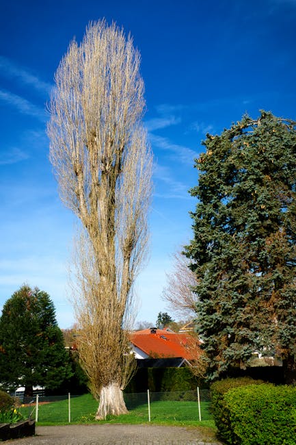 A tall, leafless poplar tree dominates the scene, its slender branches reaching upward against a bright blue sky, with some wispy clouds visible. To the right, there is a large evergreen tree with den